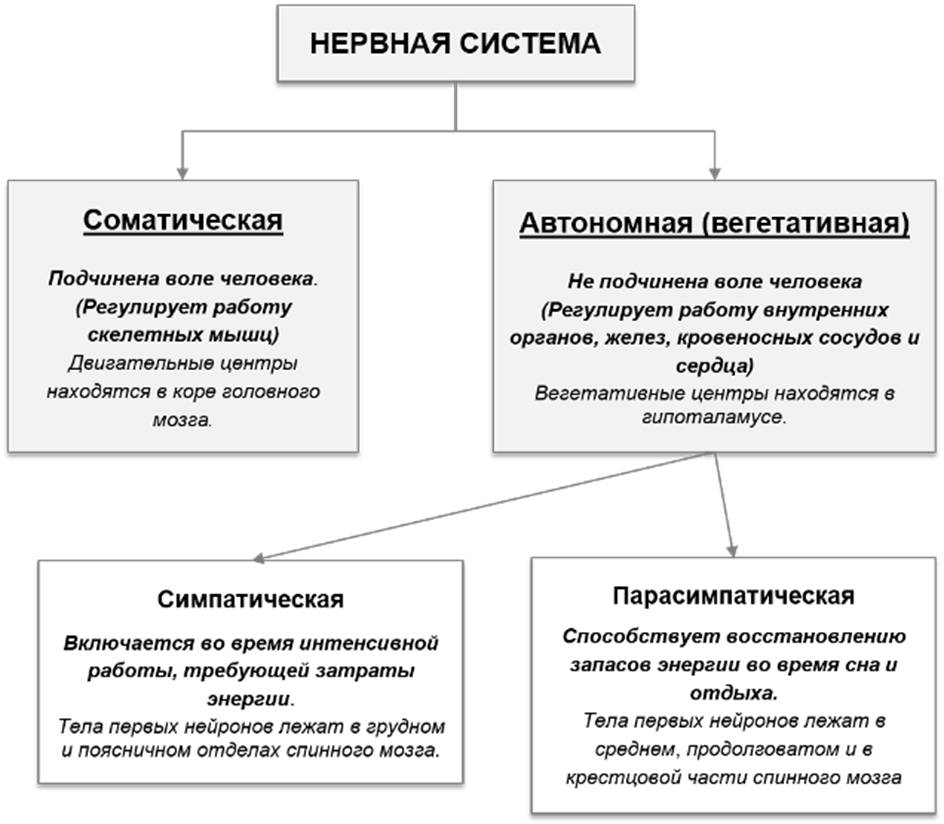 Структуры и функции систем. Строение и функции нервной системы таблица. Перечислите основные отделы нервной системы человека и их функции.. Отделы нервной системы и их функции таблица. Таблица строение отделов нервной системы.