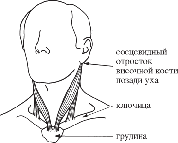 Переднюю стенку слепого мешка грудино ключично сосцевидной мышцы составляет