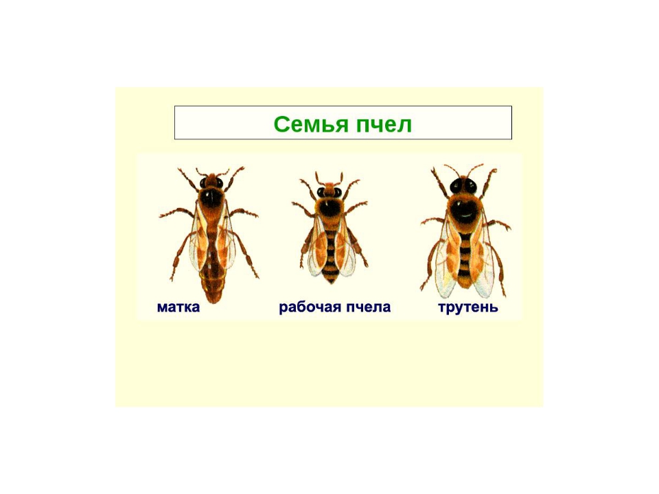 Медоносная пчела дикое или домашнее животное