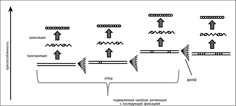 Дрейф стика. Генетический дрейф. Эволюционная геномика. Дрейф генов это в биологии. Геномика и Эволюция.