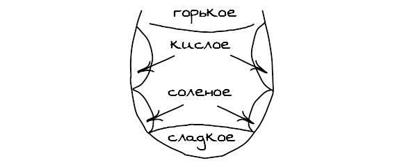 Сегменты языка