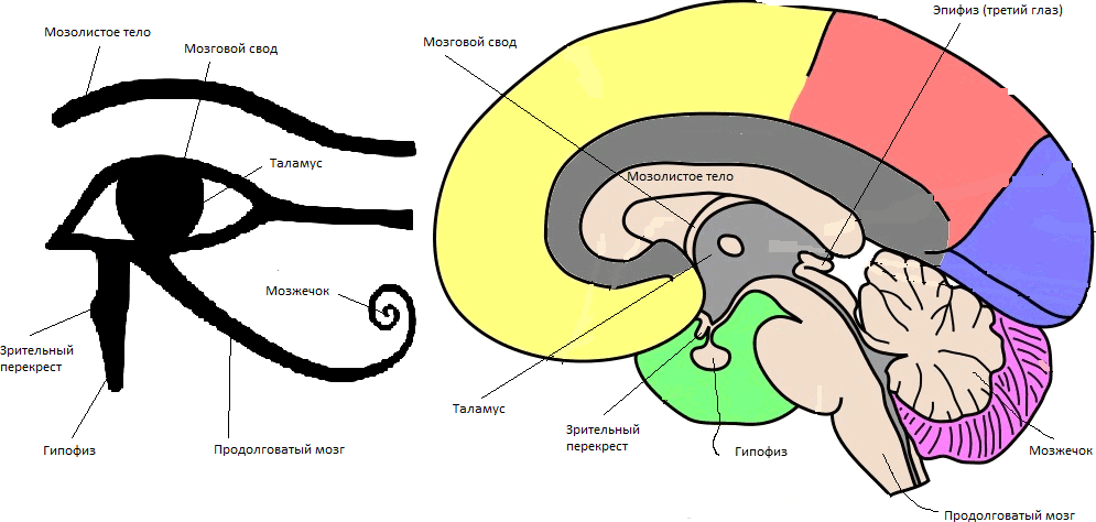 Шишковидная железа глаз бога