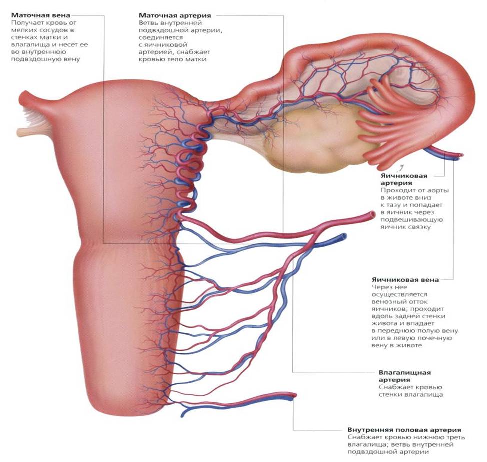 Стенки и органы таза кровоснабжаются ветвями