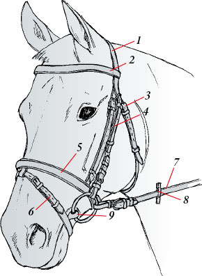 Мартингал Для Лошади Фото