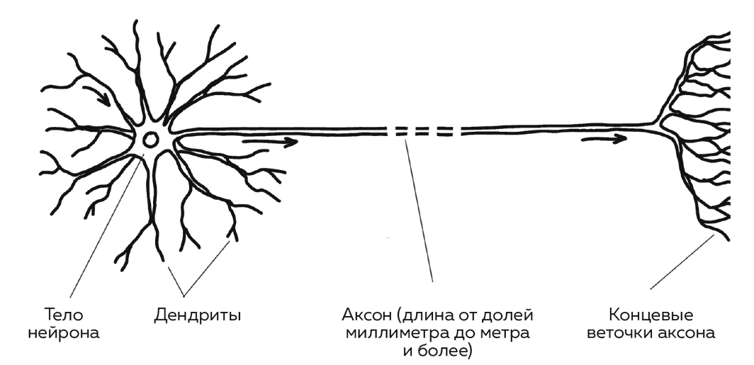 Отросток нейрона , 7 букв - krossvord-skanvord.com