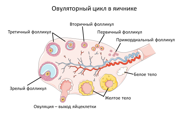 Внутреннее строение яичника анатомия. Яичниковый цикл. Строение желтого тела.