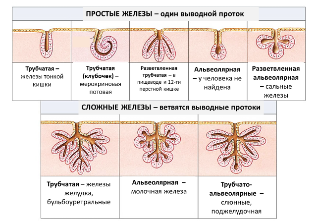 Классификация экзокринных желез по строению. Строение экзокринных желез. Морфологическая классификация экзокринных желез. Общий план строения экзокринных желез.