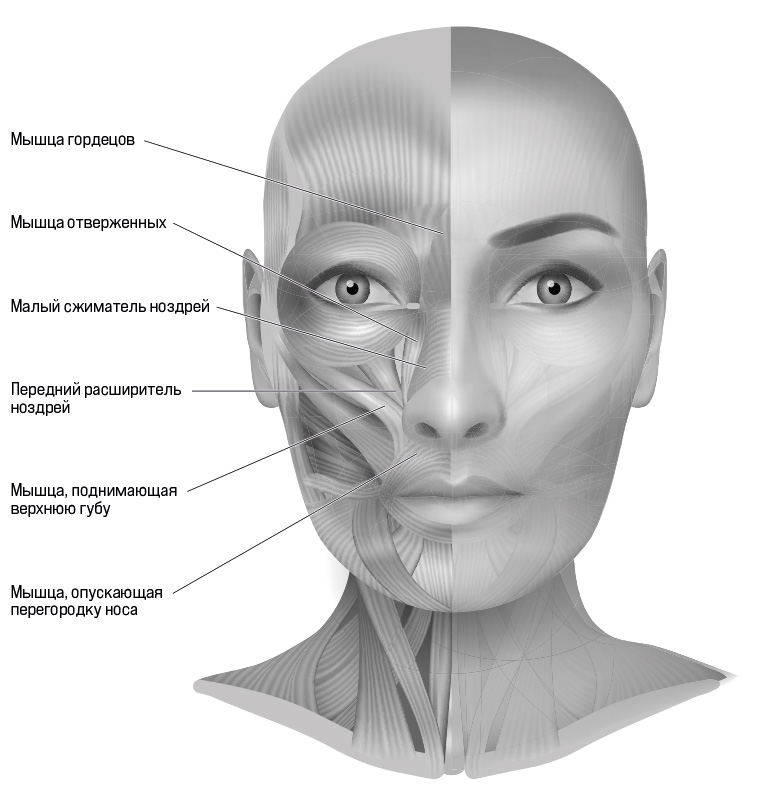Поднимающая верхнюю губу и крыло носа. Носовая мышцы напряжение.