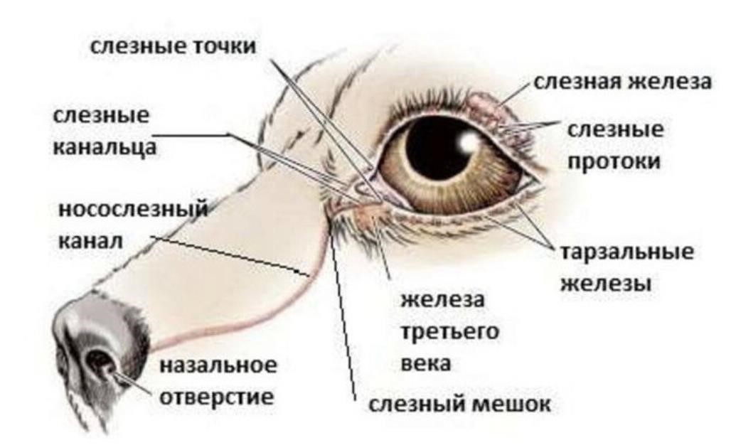 Слезная железа у собак. Носослезный канал у кошки схема. Анатомия глаза слезный мешок. Строение слезной железы у собак. Строение глаза слезный мешок.