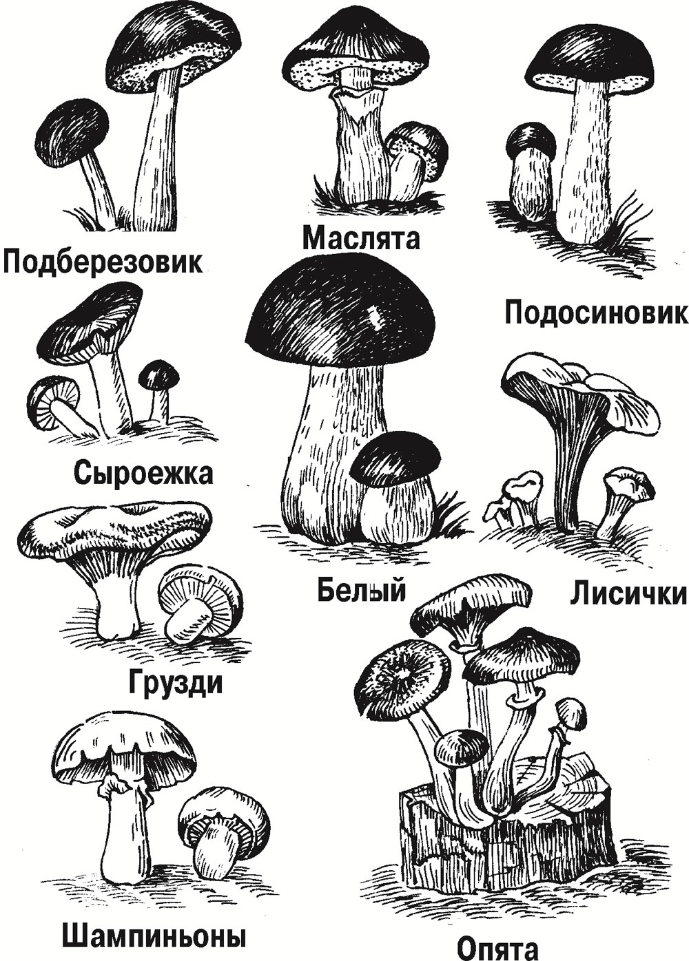 картинки грибов для детей с названиями распечатать